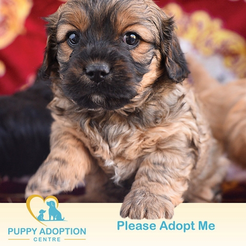 Facebook-Campaigns-Mornington-15